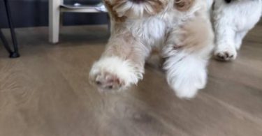 4 Cavapoo boys for sale