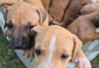4 APBT puppies looking for their forever homes