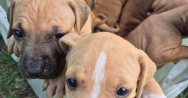 4 APBT puppies looking for their forever homes