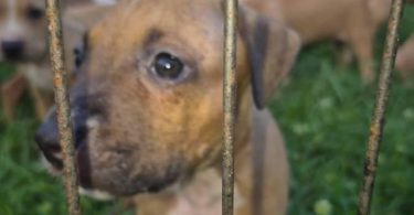 4 APBT puppies looking for their forever homes