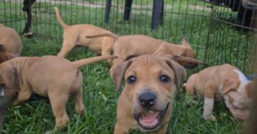 4 APBT puppies looking for their forever homes