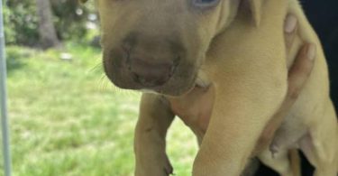 4 APBT puppies looking for their forever homes