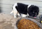 2 Newfie puppies up for sale