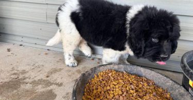 2 Newfie puppies up for sale