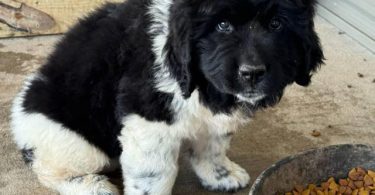 2 Newfie puppies up for sale
