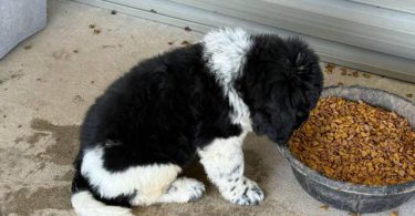 2 Newfie puppies up for sale