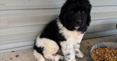 2 Newfie puppies up for sale