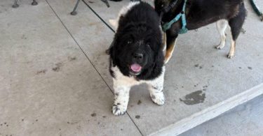 2 Newfie puppies up for sale