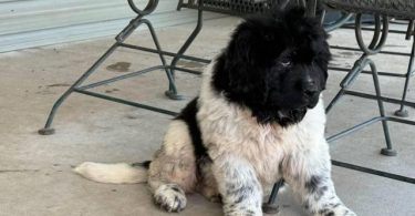 2 Newfie puppies up for sale
