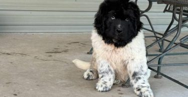 2 Newfie puppies up for sale