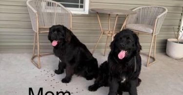2 Newfie puppies up for sale