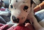 Dalmatian puppies