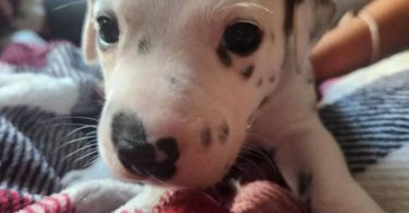 Dalmatian puppies