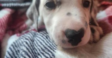 Dalmatian puppies