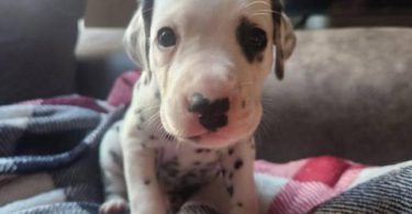 Dalmatian puppies