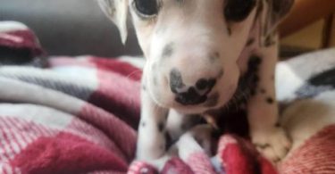 Dalmatian puppies