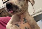 Pure Great Dane puppies for sale