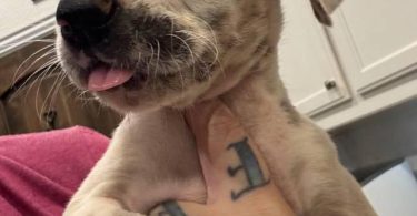 Pure Great Dane puppies for sale