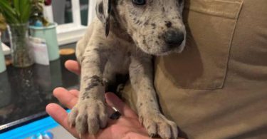 Pure Great Dane puppies for sale