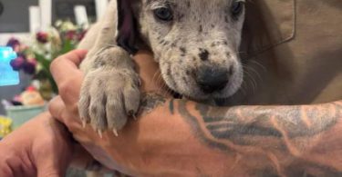 Pure Great Dane puppies for sale