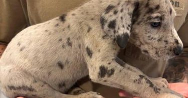 Pure Great Dane puppies for sale