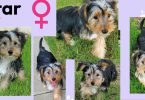 3 Yorkie puppies available