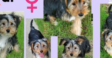 3 Yorkie puppies available
