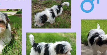 3 Yorkie puppies available