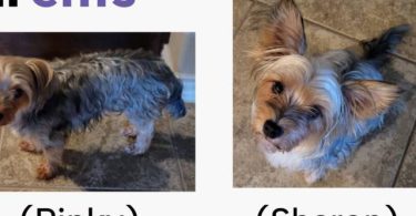 3 Yorkie puppies available