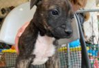 Pitbull Catahoula mix puppies
