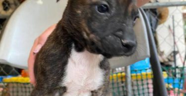Pitbull Catahoula mix puppies