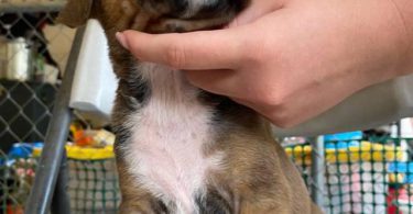 Pitbull Catahoula mix puppies