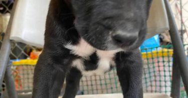 Pitbull Catahoula mix puppies