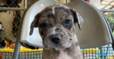 Pitbull Catahoula mix puppies