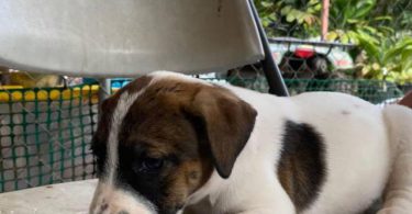 Pitbull Catahoula mix puppies
