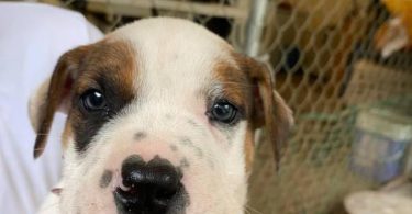Pitbull Catahoula mix puppies