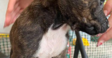 Pitbull Catahoula mix puppies