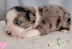 ASDR Mini Aussie puppies for sale