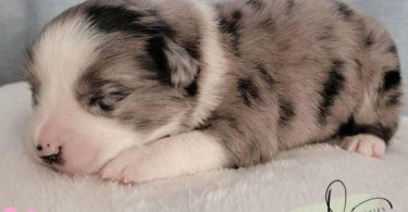 ASDR Mini Aussie puppies for sale