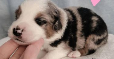 ASDR Mini Aussie puppies for sale