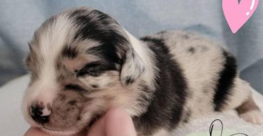 ASDR Mini Aussie puppies for sale