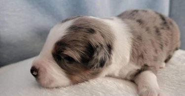ASDR Mini Aussie puppies for sale