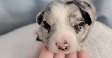 ASDR Mini Aussie puppies for sale