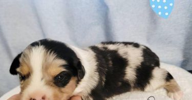 ASDR Mini Aussie puppies for sale
