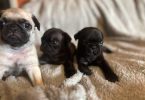 Black and fawn Pugs