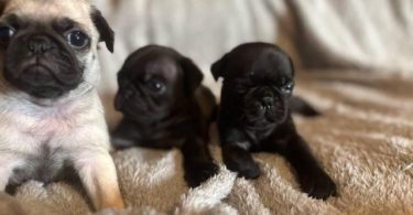 Black and fawn Pugs