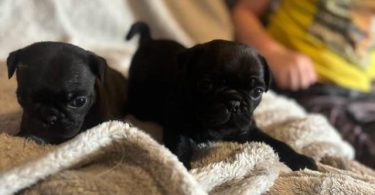 Black and fawn Pugs