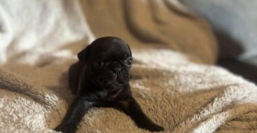 Black and fawn Pugs