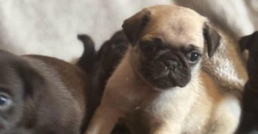 Black and fawn Pugs