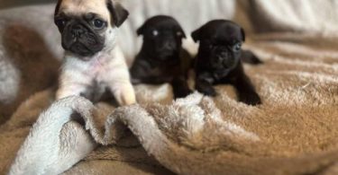 Black and fawn Pugs